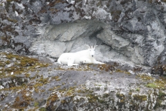 Rock Basking