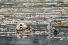 Inian-otter